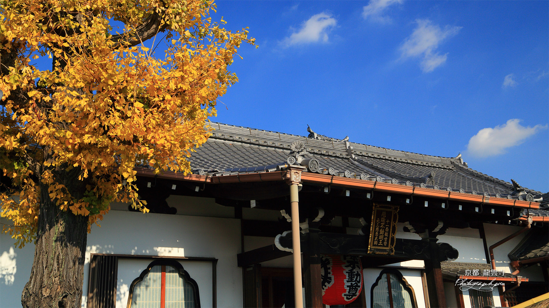 龍雲寺 銀杏黄葉と本堂
