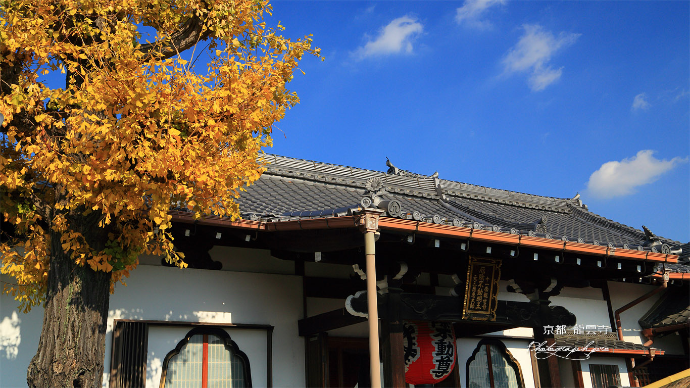 龍雲寺 銀杏黄葉と本堂 壁紙