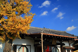 龍雲寺 銀杏黄葉と本堂