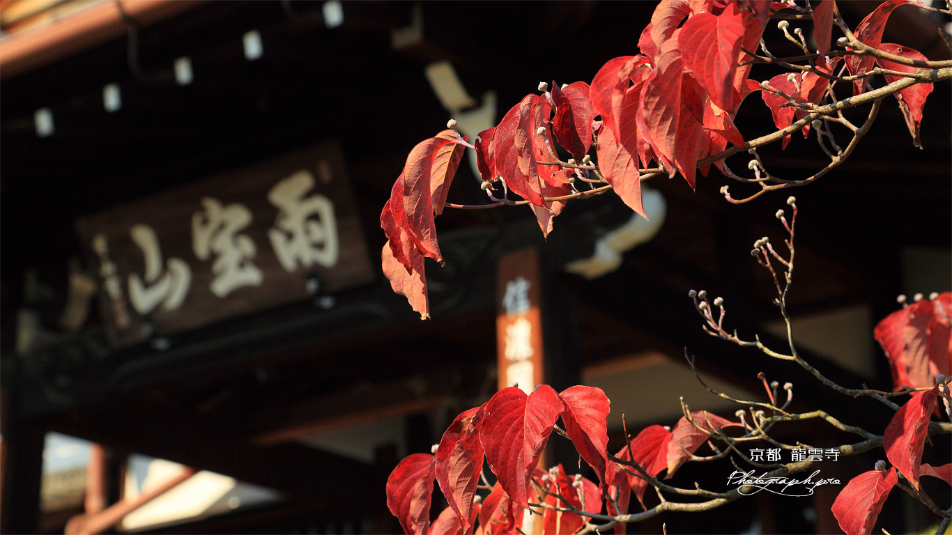 龍雲寺 桜紅葉と本堂 壁紙