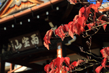 龍雲寺 桜紅葉と本堂