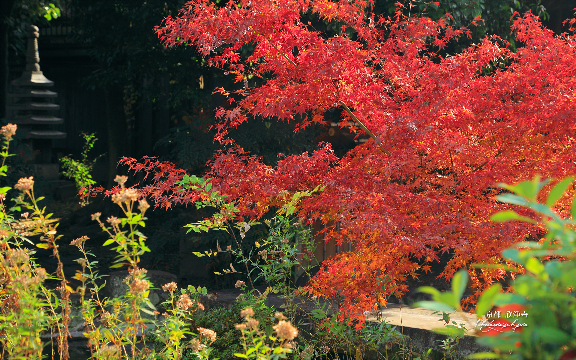 欣浄寺 庭園の紅葉