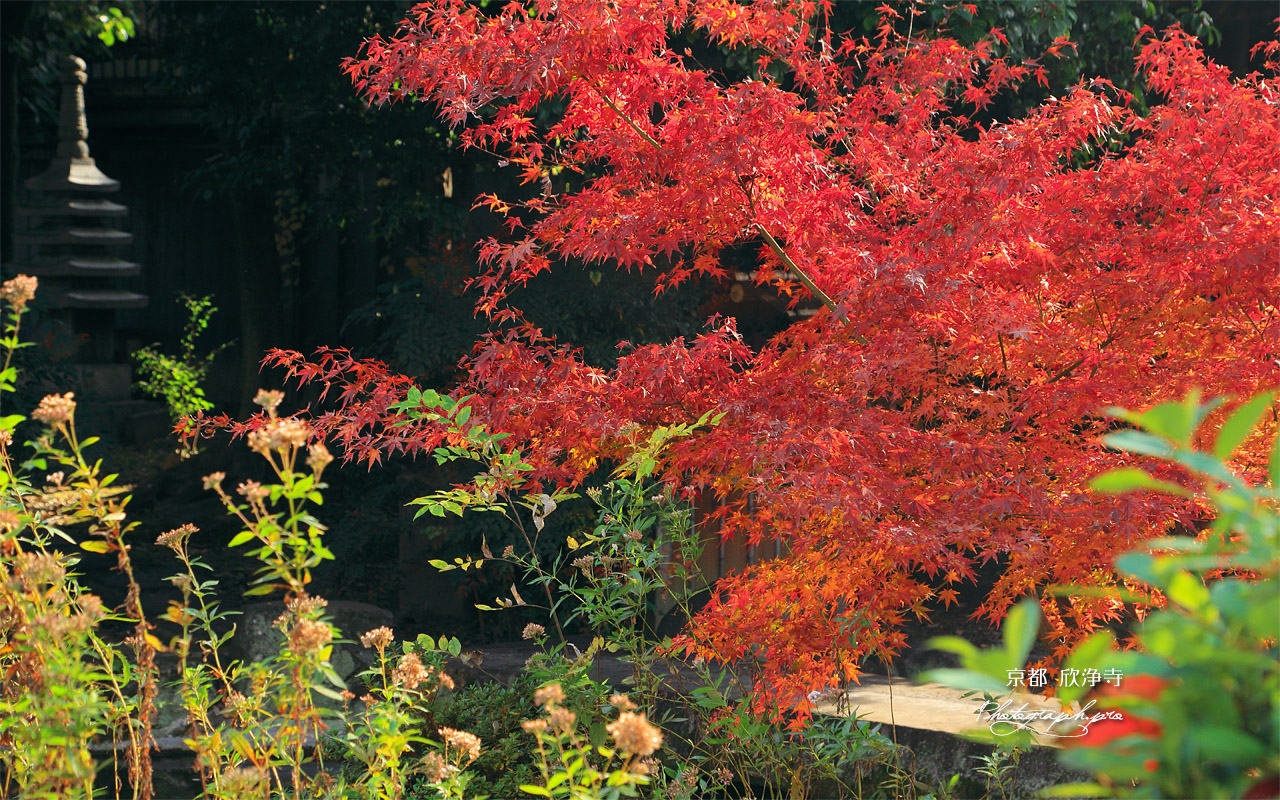 欣浄寺 庭園の紅葉 壁紙