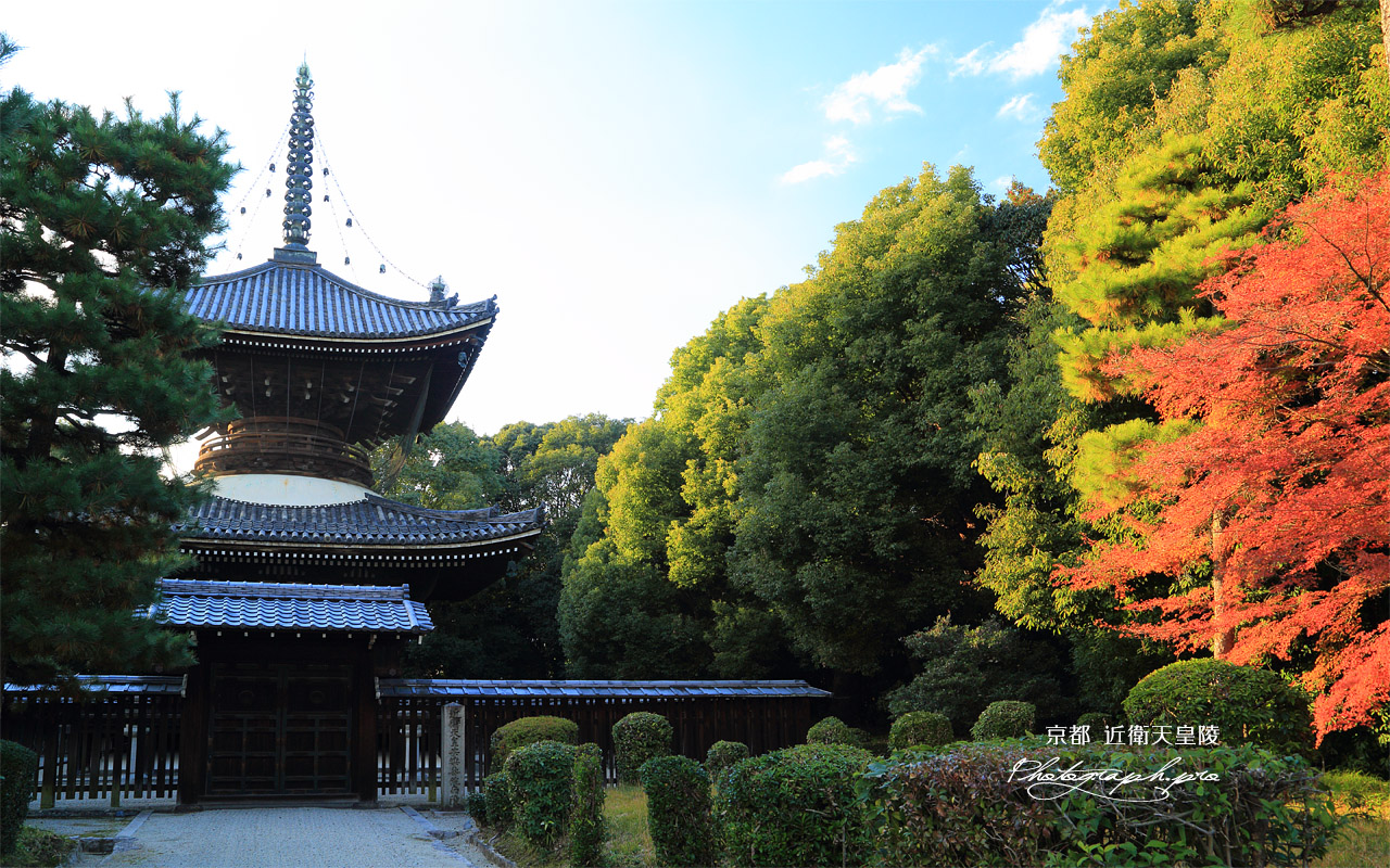 紅葉の近衛天皇陵 壁紙