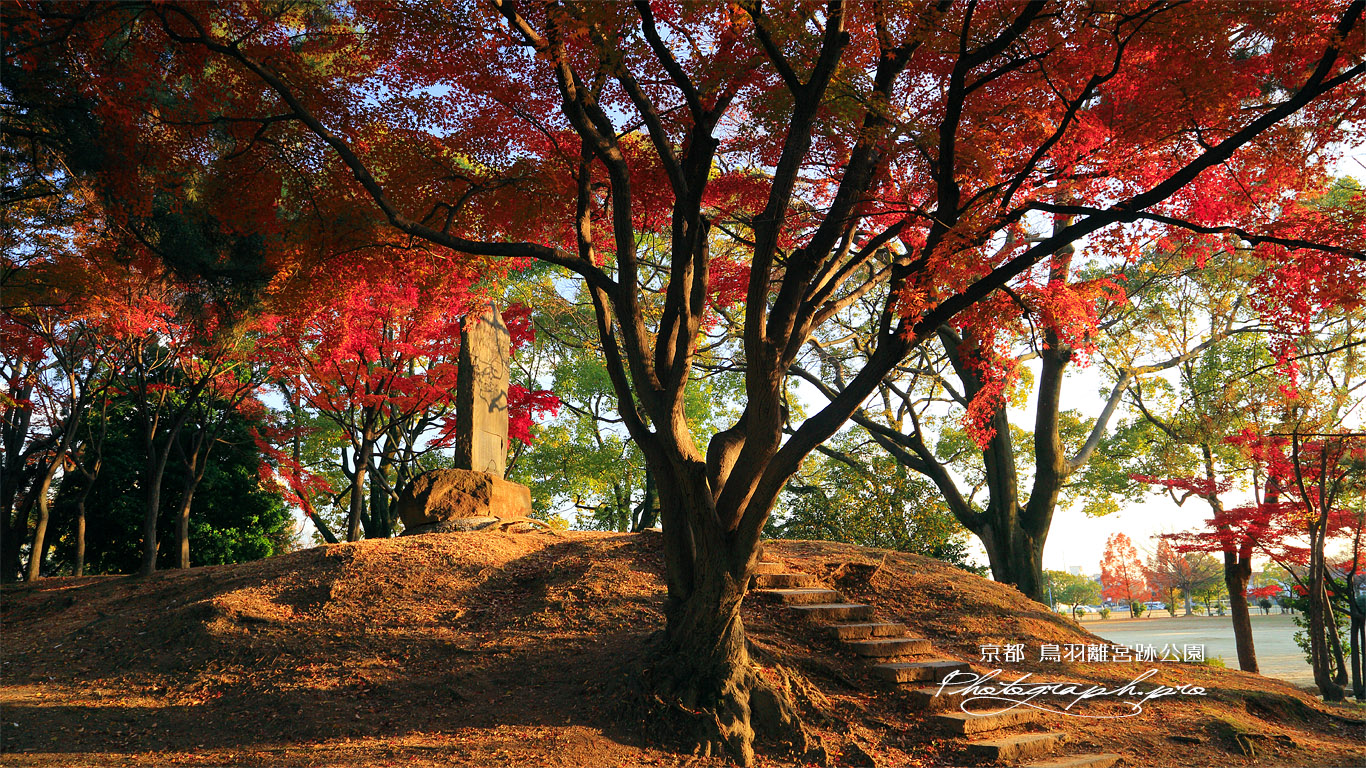 鳥羽離宮跡公園 秋ノ山の紅葉 壁紙