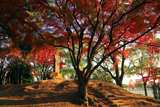 鳥羽離宮跡公園 秋ノ山の紅葉
