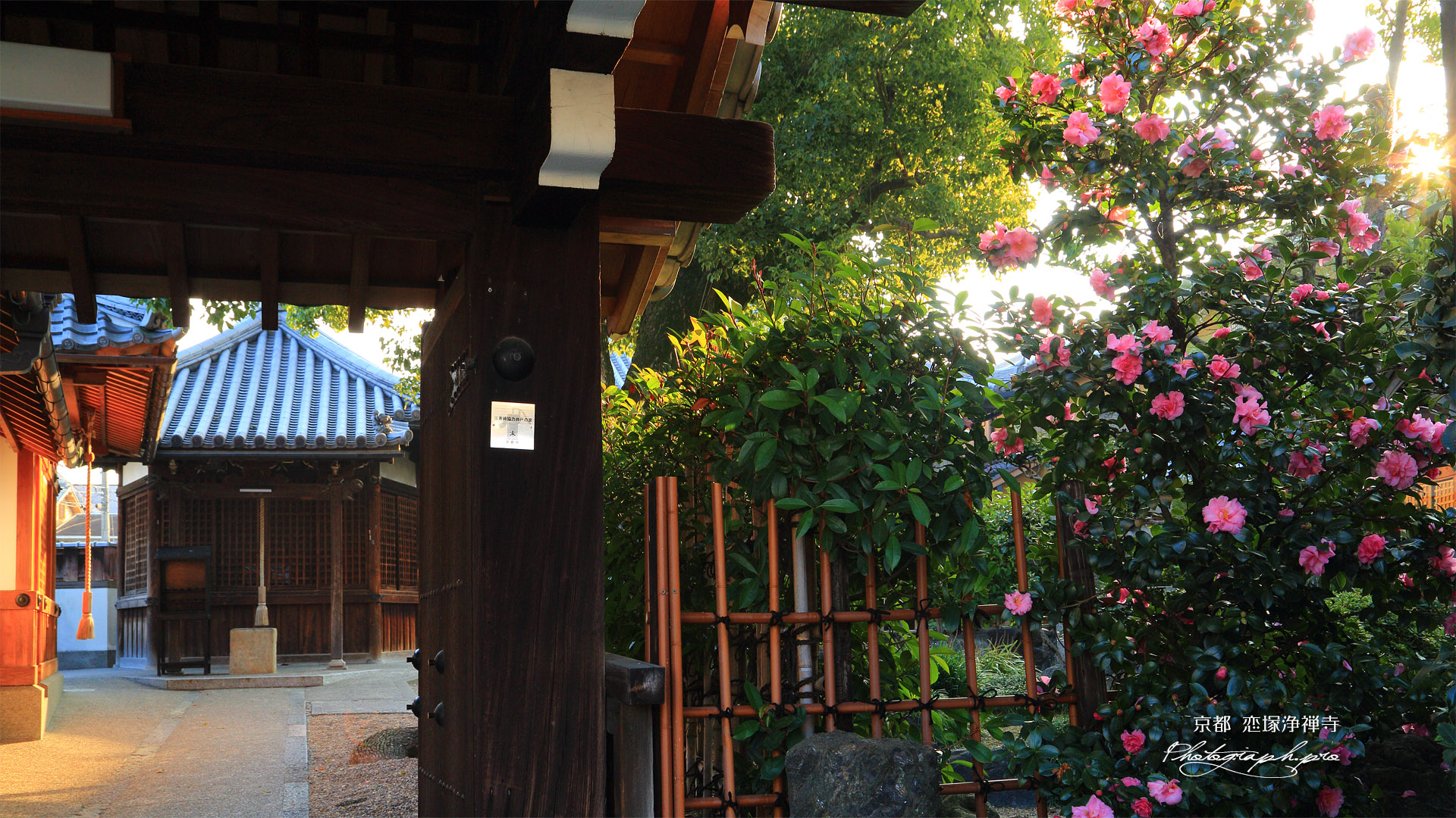 恋塚浄禅寺 山茶花と地蔵堂