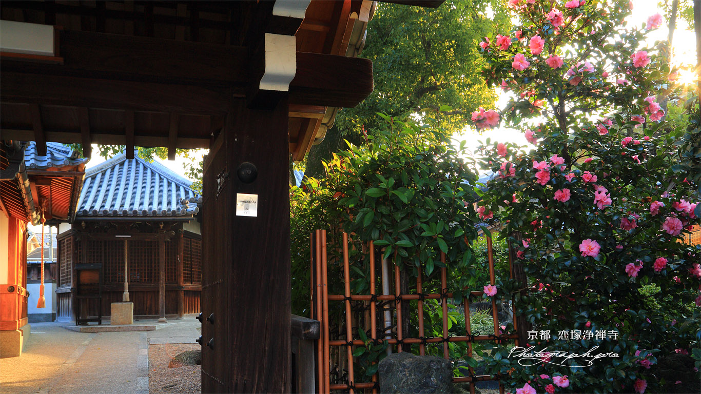 恋塚浄禅寺 山茶花と地蔵堂 壁紙