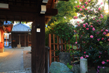 恋塚浄禅寺