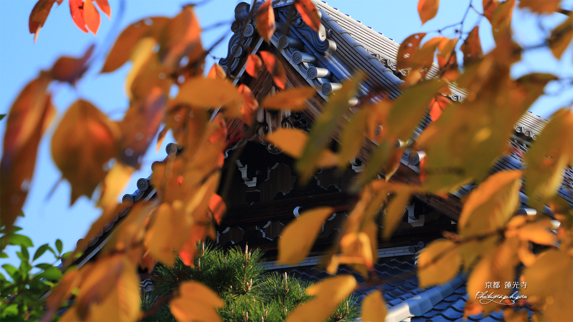蓮光寺 桜紅葉越しの本堂懸魚