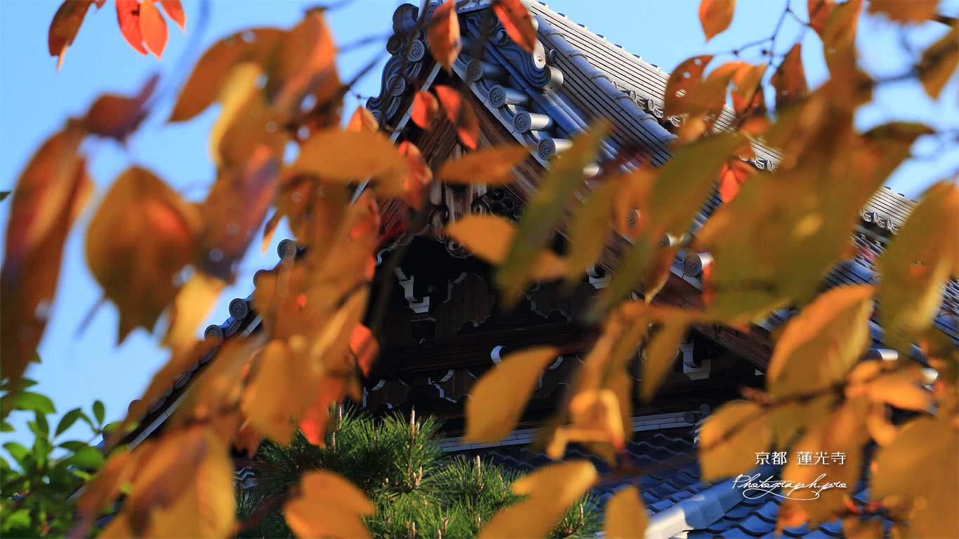 蓮光寺 桜紅葉越しの本堂懸魚 壁紙