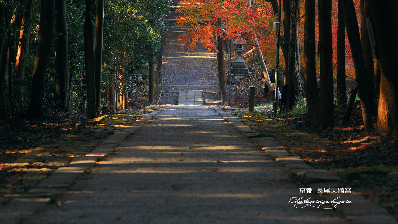 長尾天満宮 石段と紅葉 壁紙