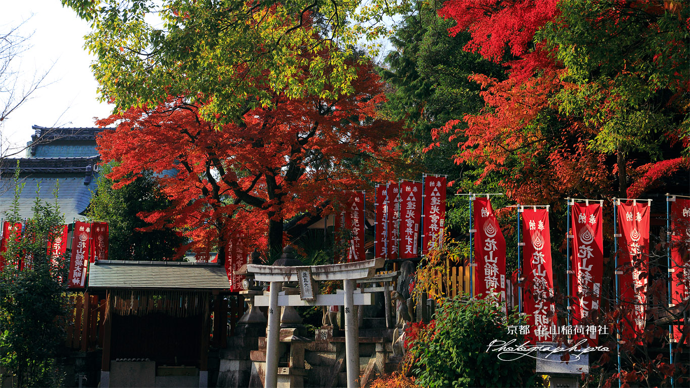 花山稲荷神社 紅葉と本社 壁紙