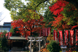 花山稲荷神社 紅葉と本社