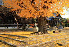 本願寺山科別院