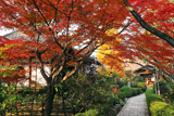 元慶寺 紅葉越しの本堂