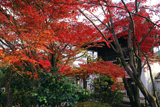 元慶寺 紅葉越しの山門