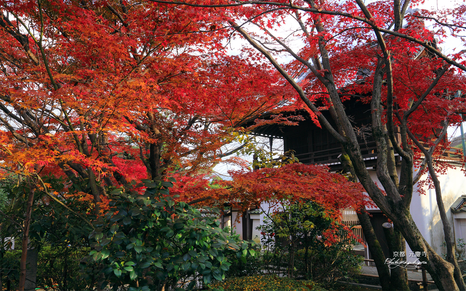 元慶寺 紅葉越しの山門