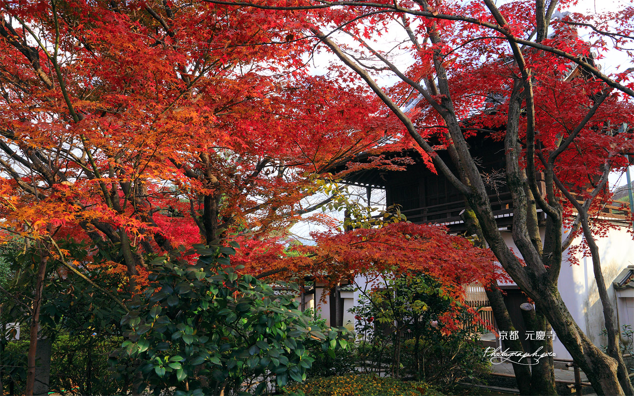 元慶寺 紅葉越しの山門 壁紙