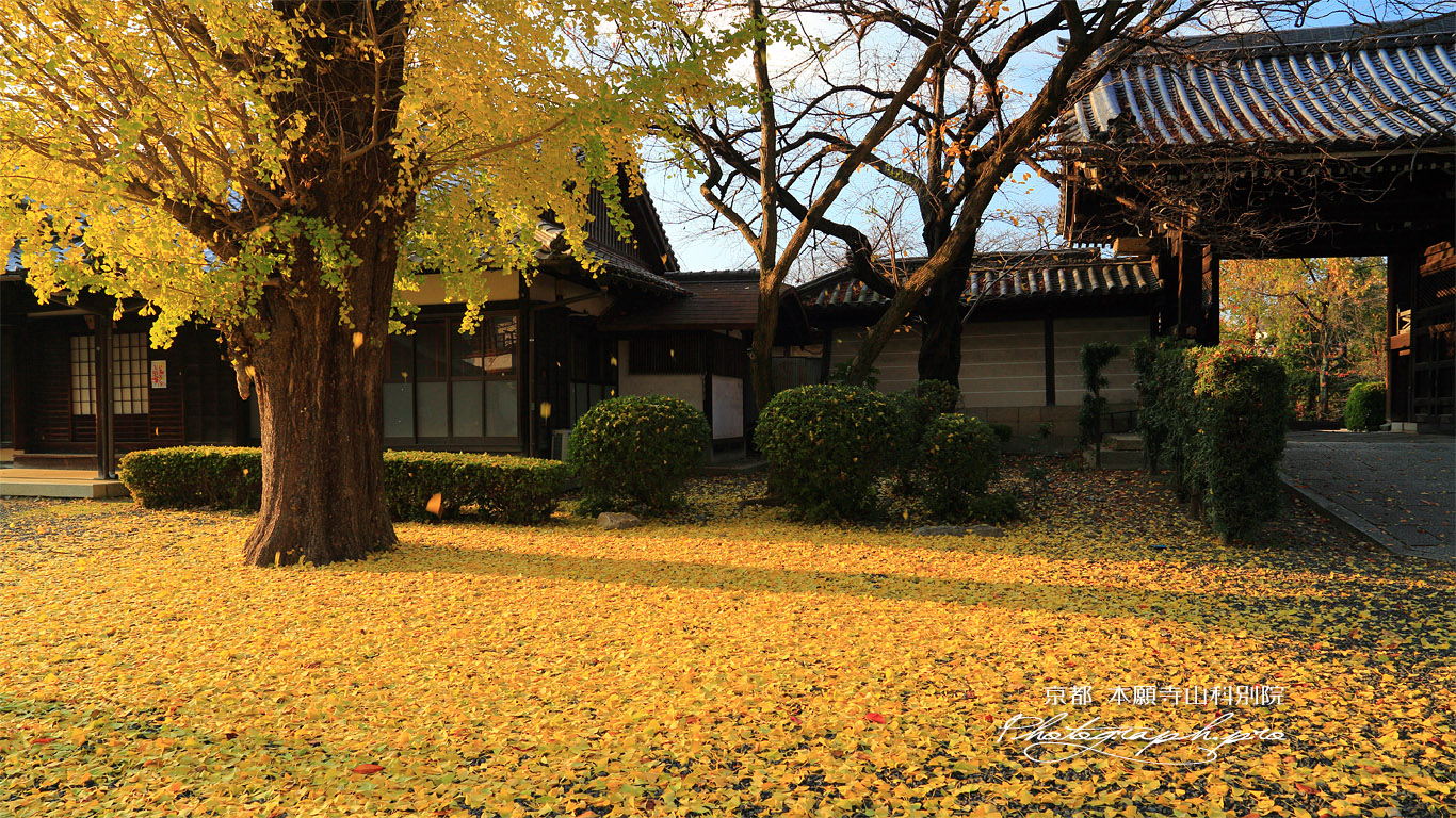 本願寺山科別院 イチョウ落葉と伊勢講舎 壁紙