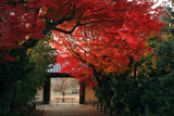 山科別院長福寺 紅葉と東門