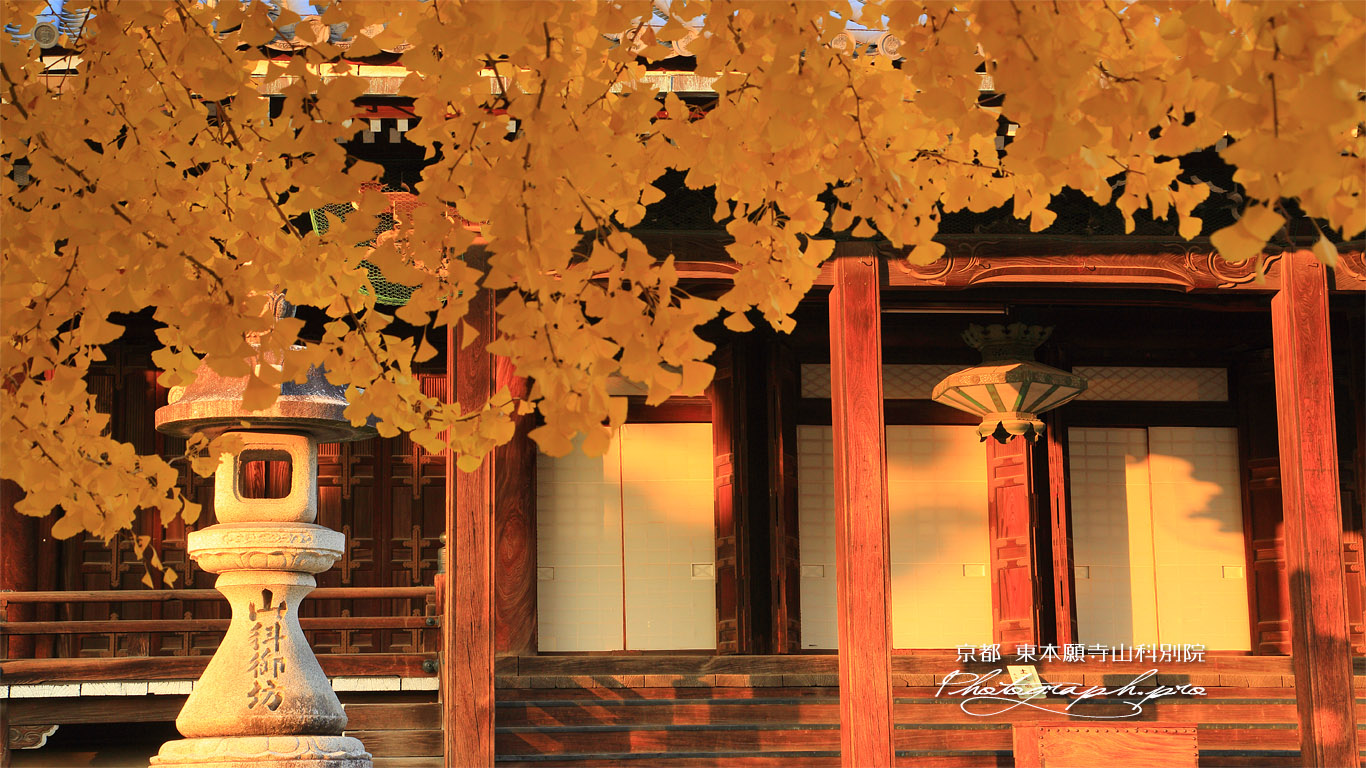山科別院長福寺 銀杏黄葉越しの本堂戸口 壁紙