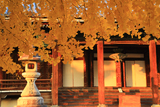 山科別院長福寺 銀杏黄葉越しの本堂戸口