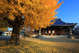 東本願寺山科別院 イチョウ黄葉と本堂