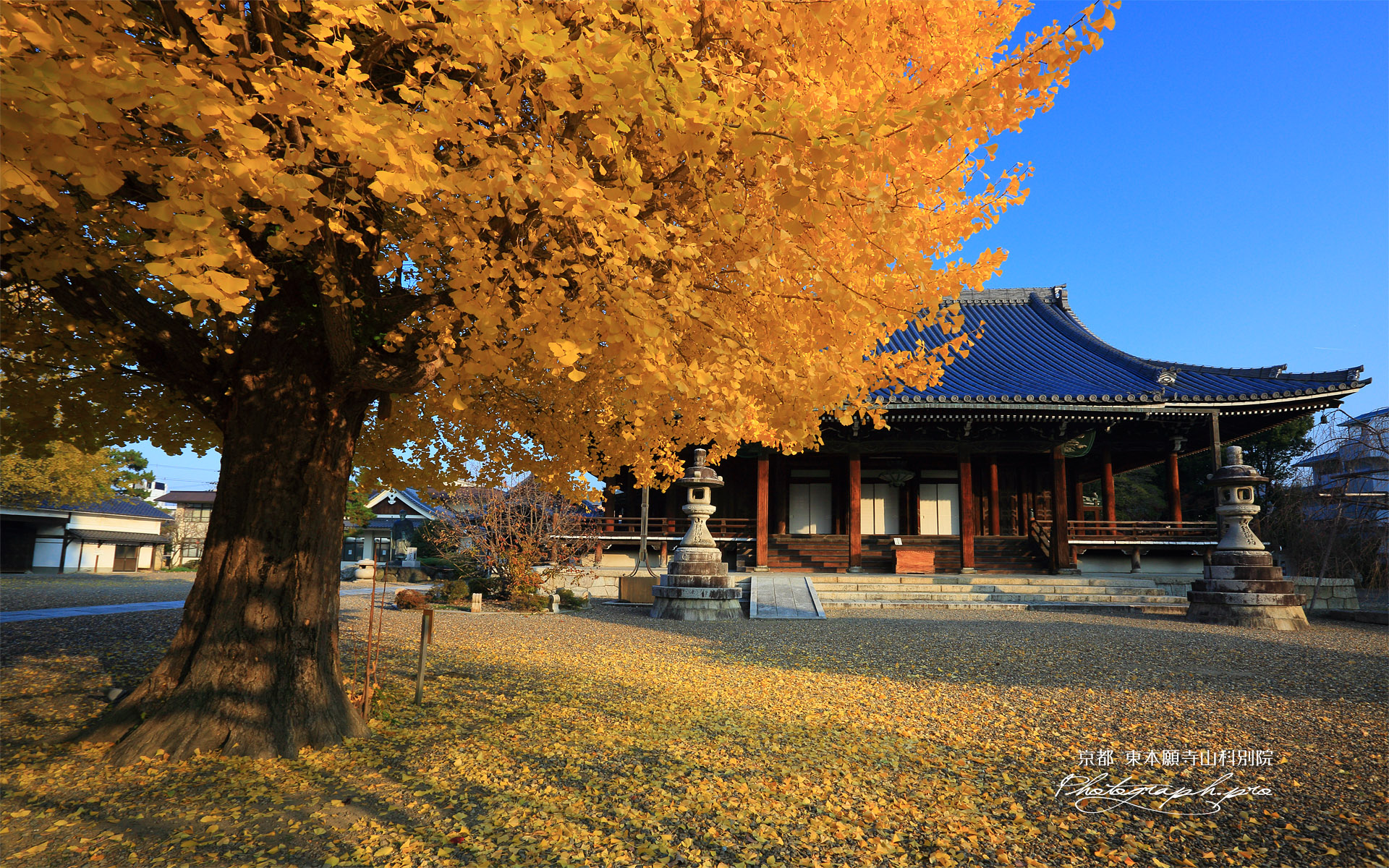 東本願寺山科別院 イチョウ黄葉と本堂