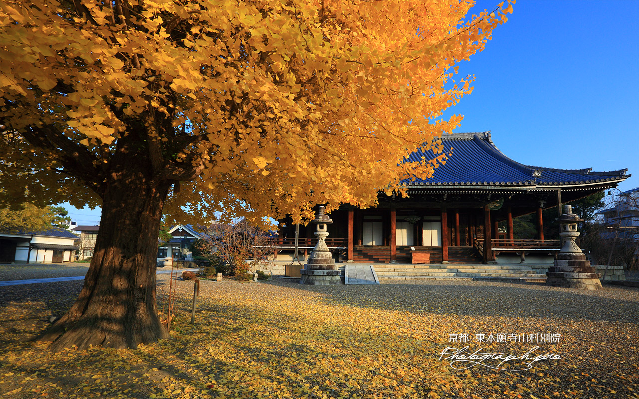 東本願寺山科別院 イチョウ黄葉と本堂 壁紙