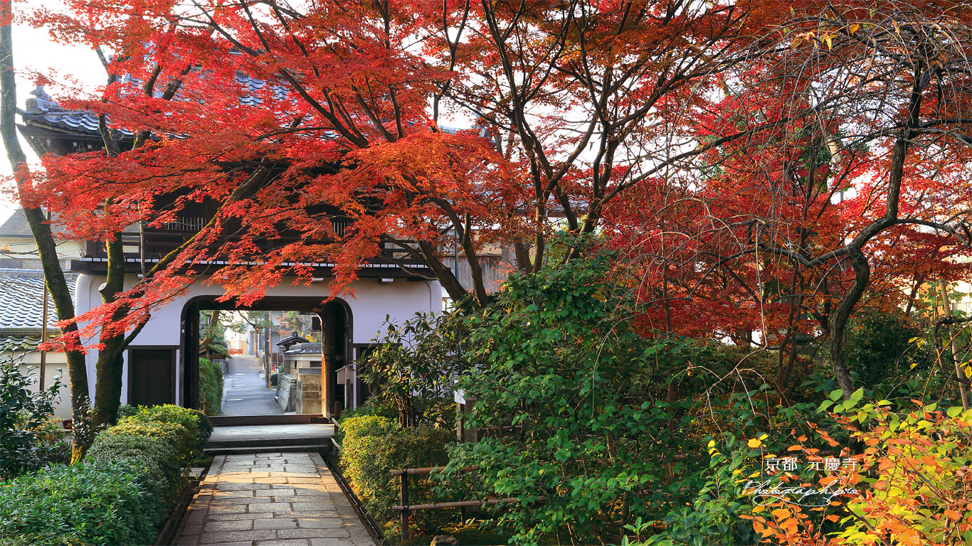 元慶寺 紅葉越しの竜宮造山門 壁紙