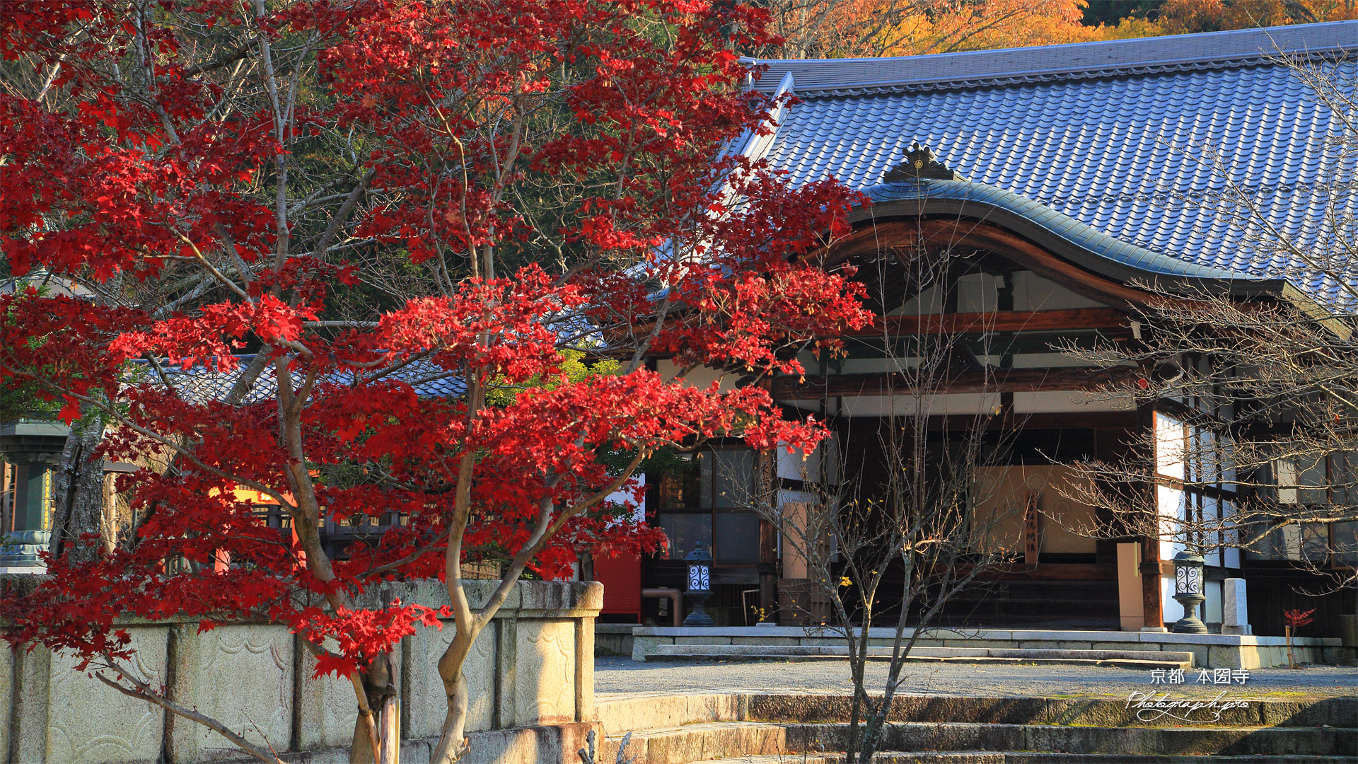 本圀寺 紅葉と客殿