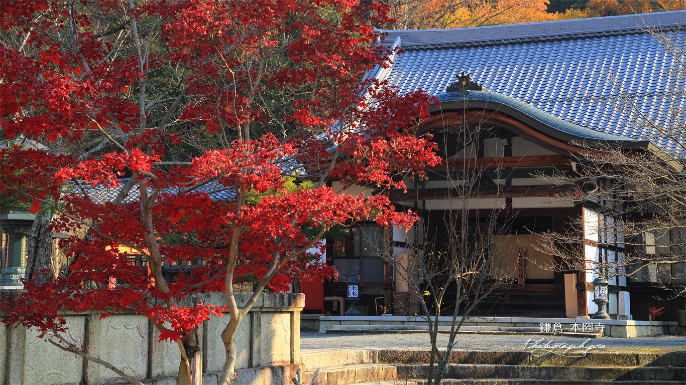 本圀寺 紅葉と客殿 壁紙