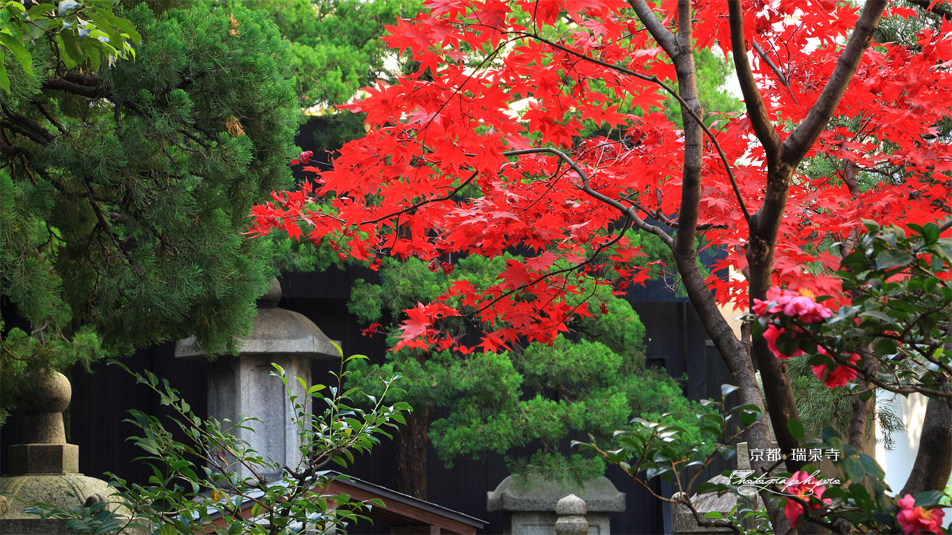 京都瑞泉寺 紅葉と豊臣秀次之墓 壁紙