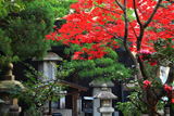 京都瑞泉寺 紅葉と豊臣秀次之墓