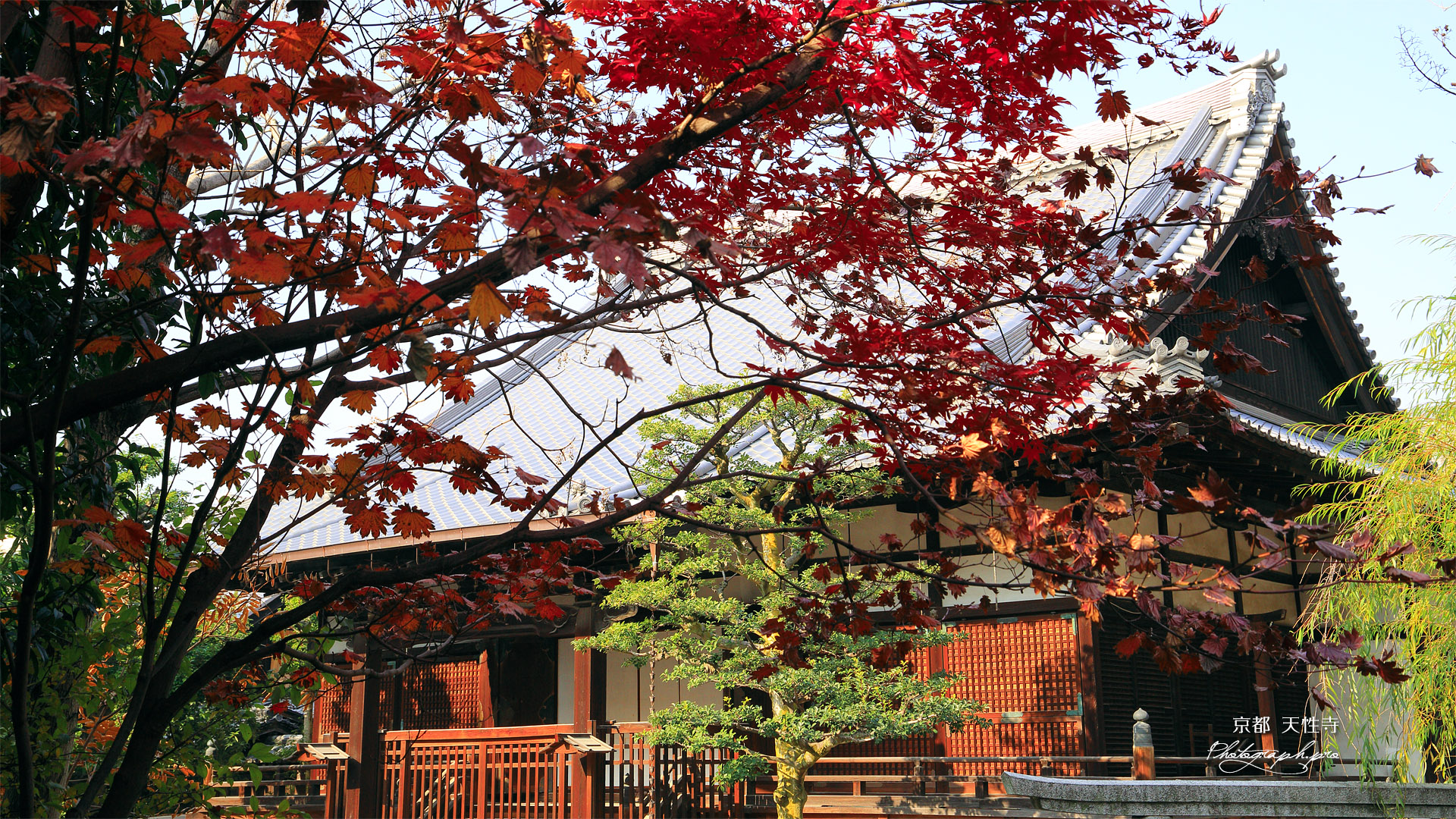 天性寺 紅葉と本堂