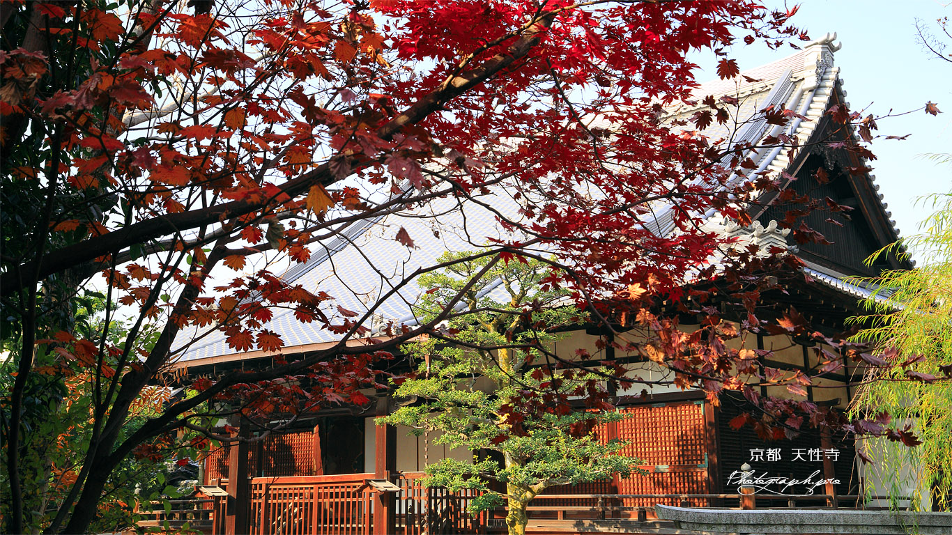 天性寺 紅葉と本堂 壁紙
