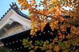誠心院 黄葉越しの小御堂