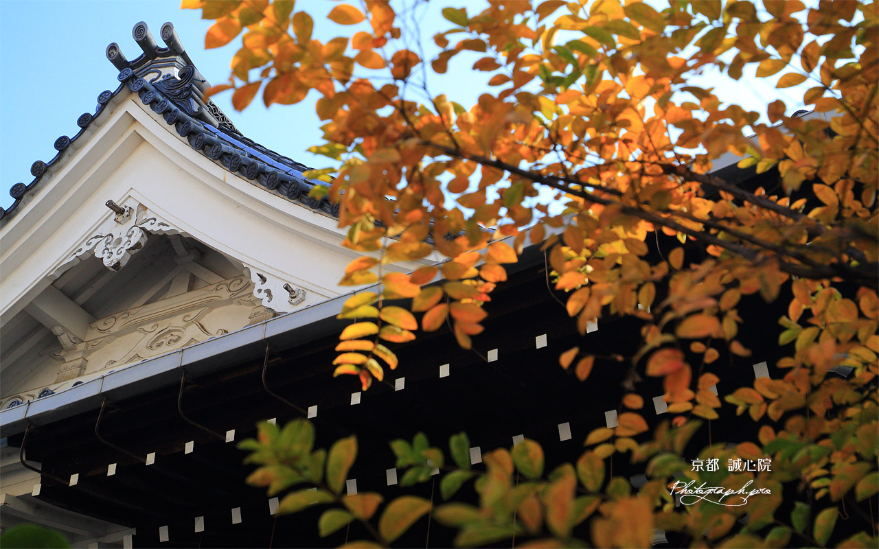 誠心院 黄葉越しの小御堂 壁紙