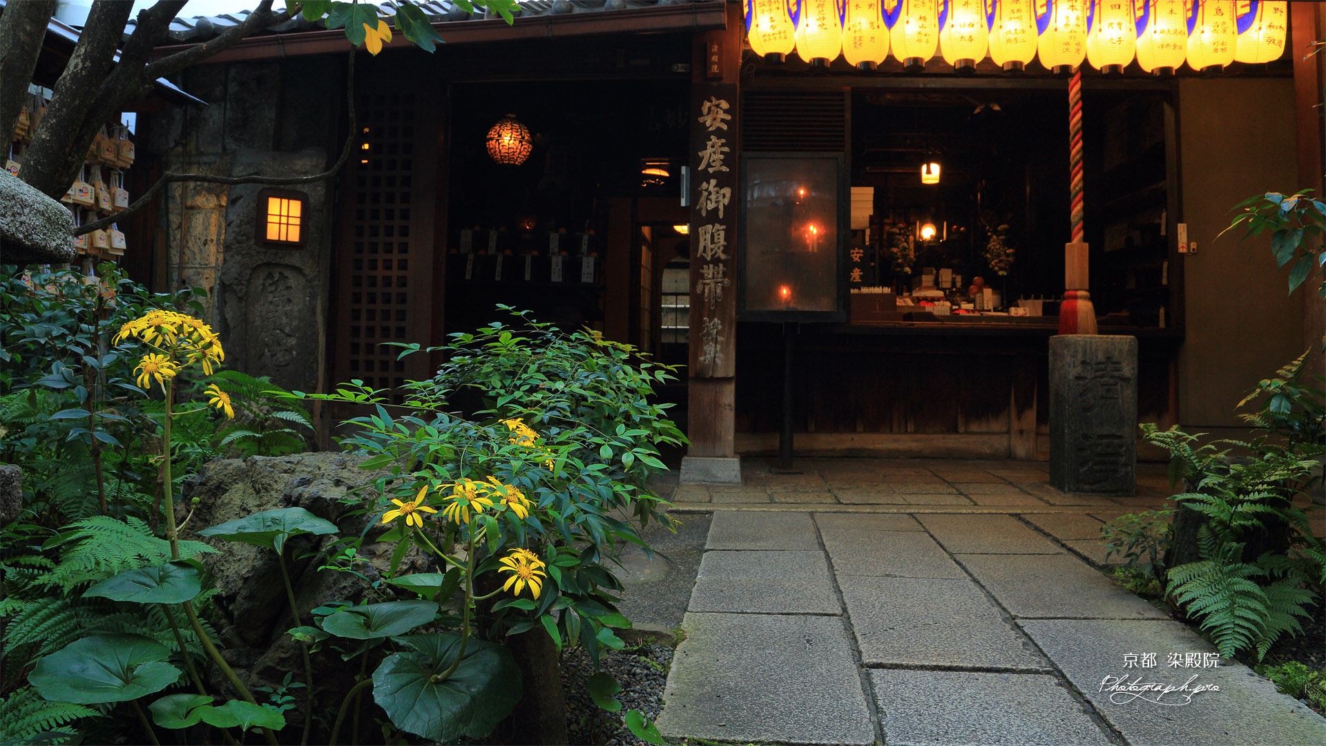 染殿院 ツワブキと本堂