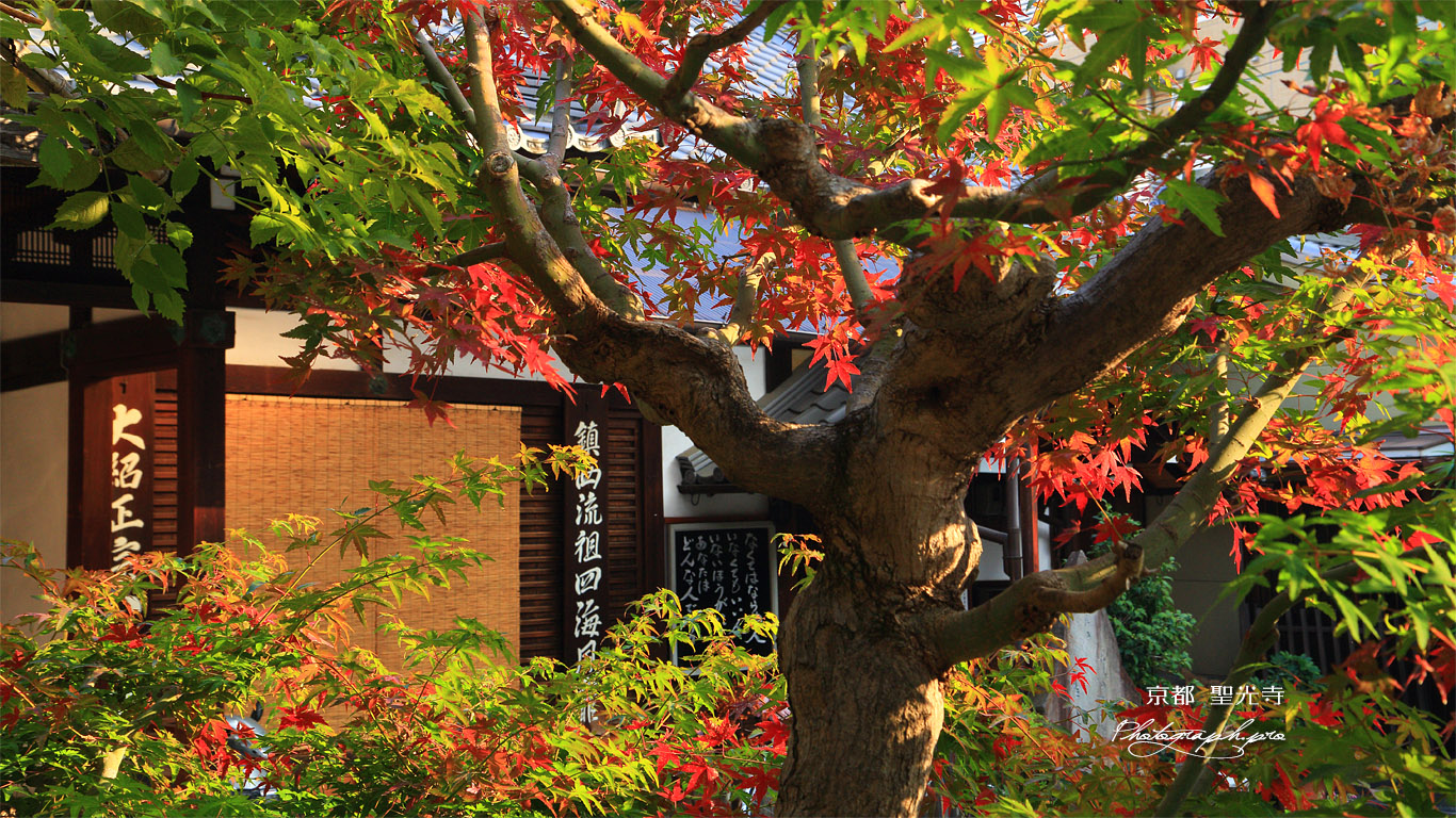 聖光寺 半紅葉 壁紙
