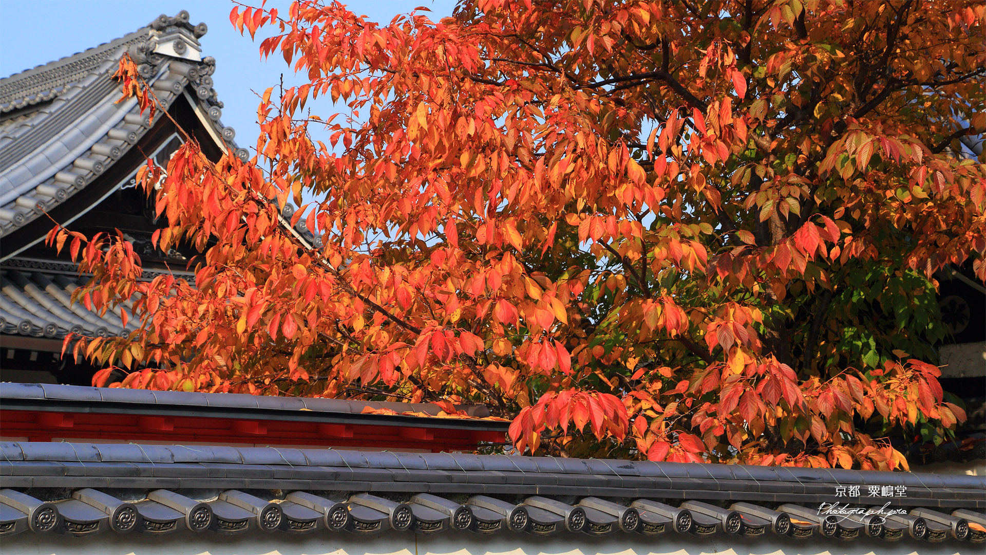 宗徳寺 桜紅葉と粟嶋堂