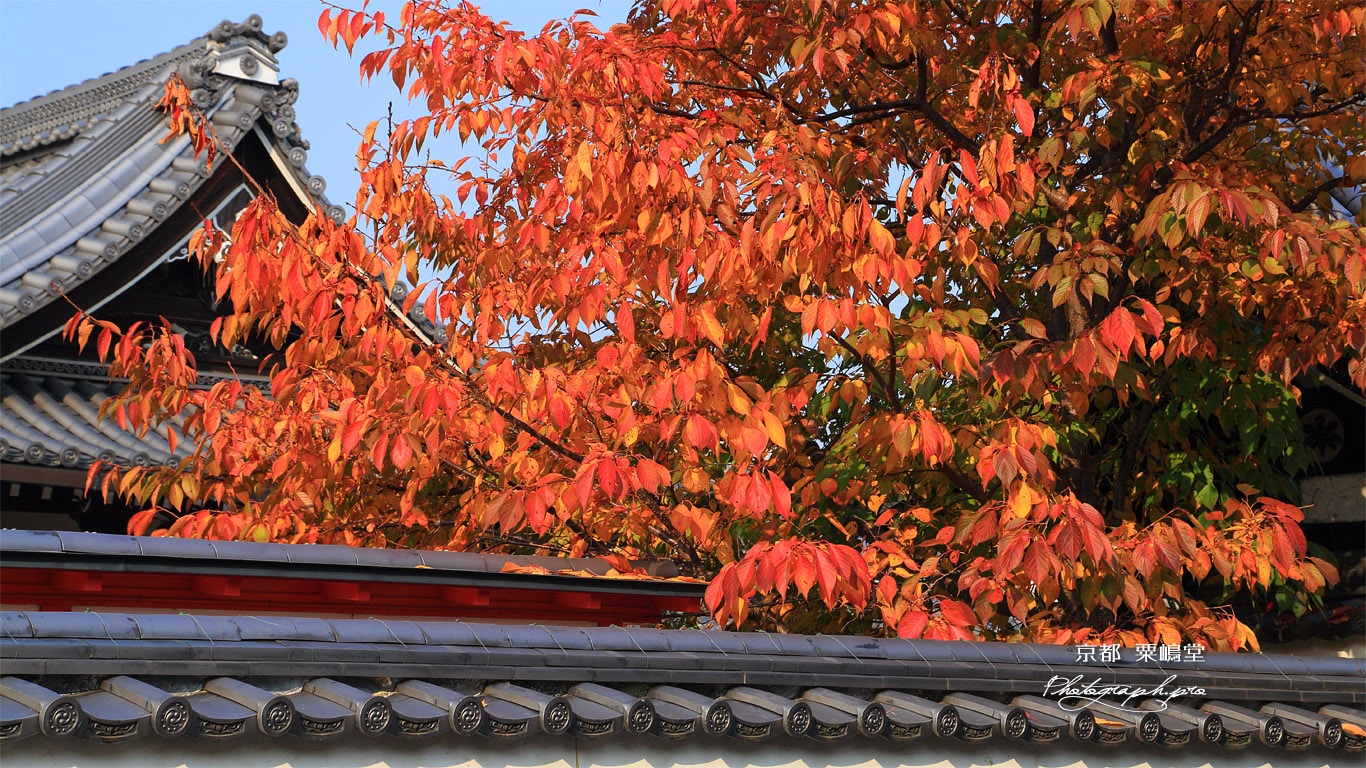 宗徳寺 桜紅葉と粟嶋堂 壁紙