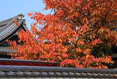 粟嶋堂