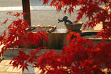 興正寺 紅葉越しの手水舎