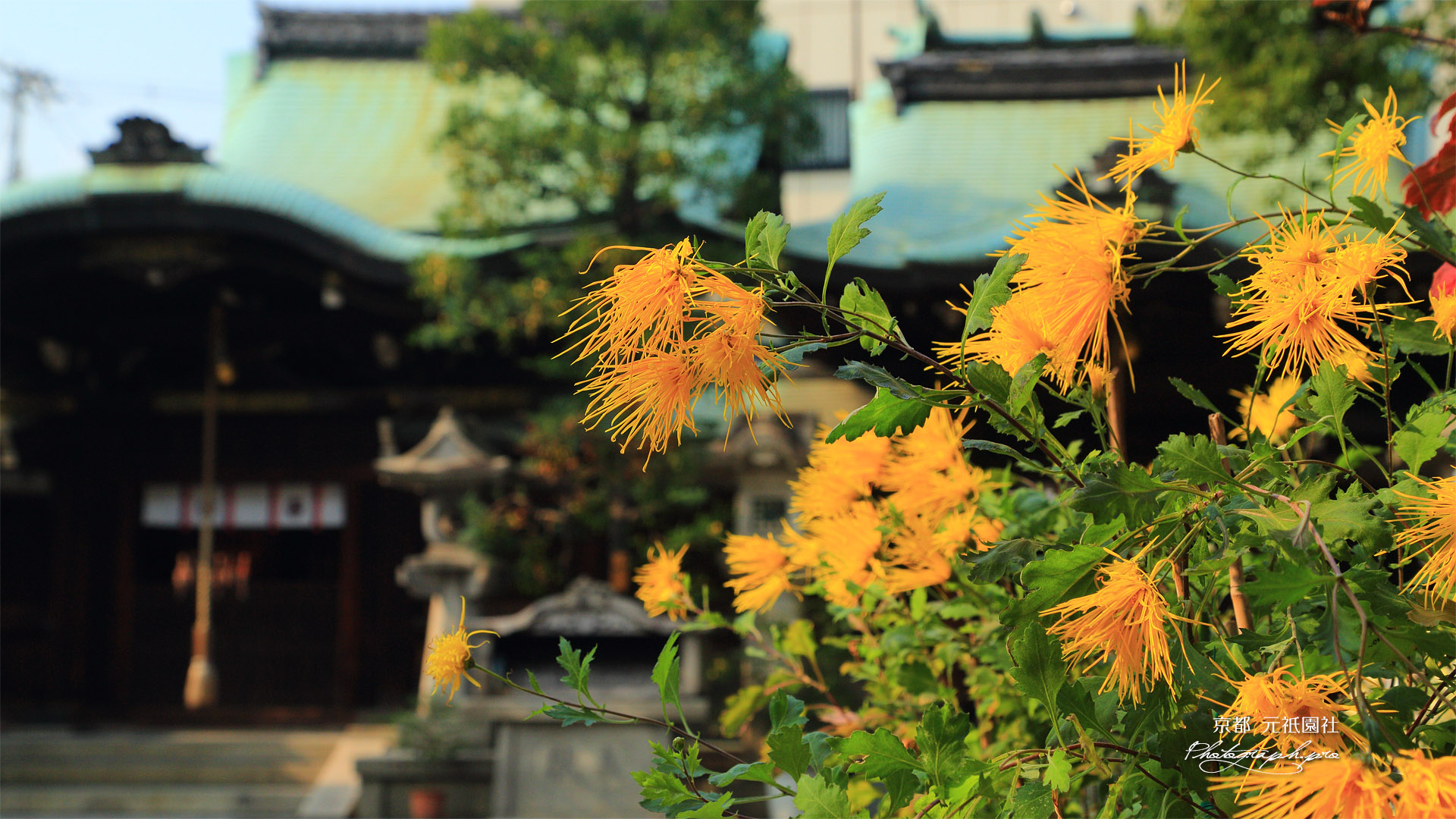 元祇園社 嵯峨菊
