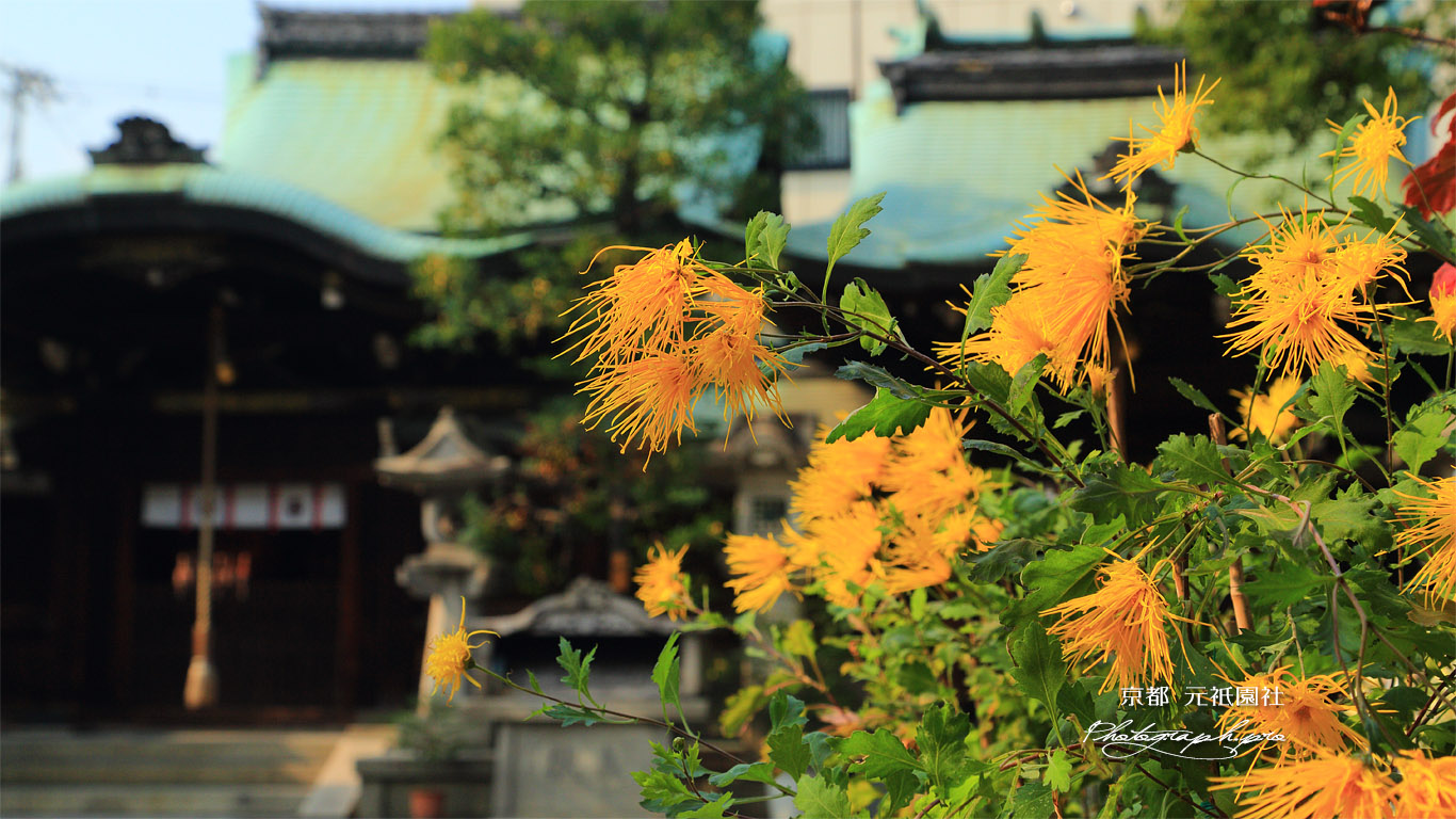 元祇園社 嵯峨菊 壁紙