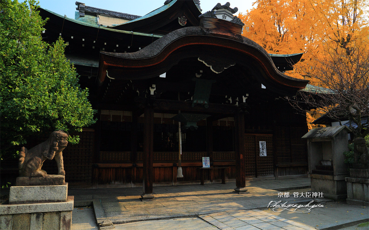菅大臣神社 拝殿と銀杏黄葉 壁紙