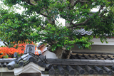 長講堂 瓦の意匠と紅葉