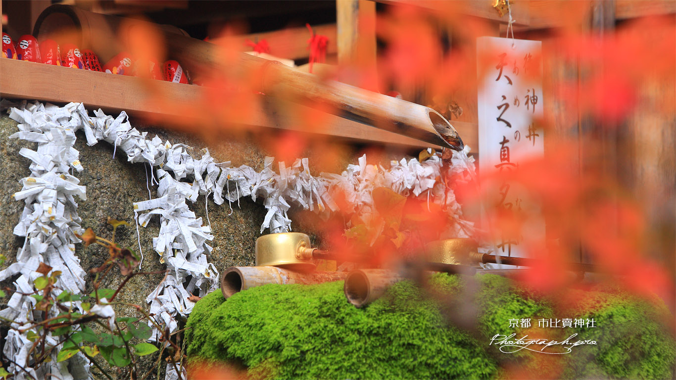 市比賣神社 紅葉越しの天之真名井 壁紙